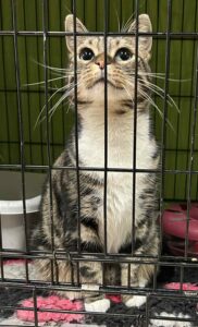 Betty er en voksen kat der er til salg i Lund i Horsens