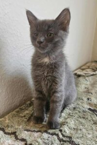 Ulla, Cirkeline og Mussi