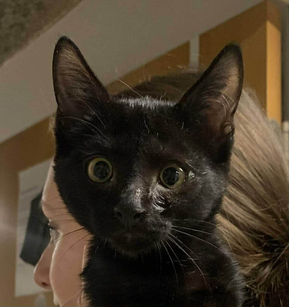 Smuk sort kat Killing